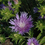 STOKESIA PEACHIES PICK