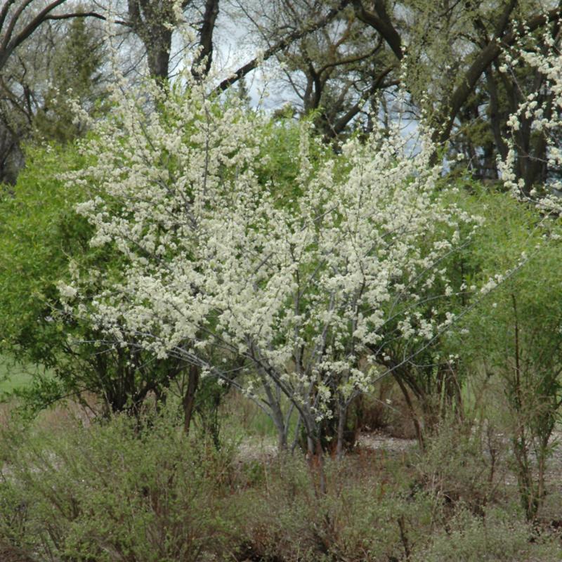 PLUM OZARK PREMIER JAPANESE