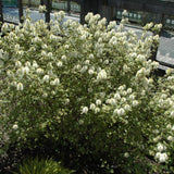 FOTHERGILLA MOUNT AIRY