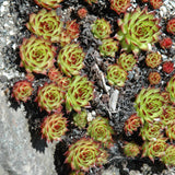 SEMPERVIVUM SUNSET