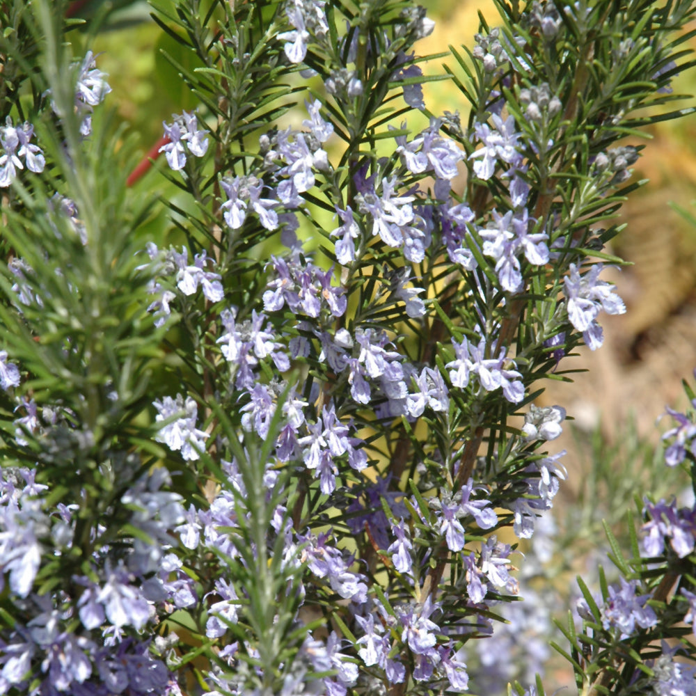 Seed- Rosemary