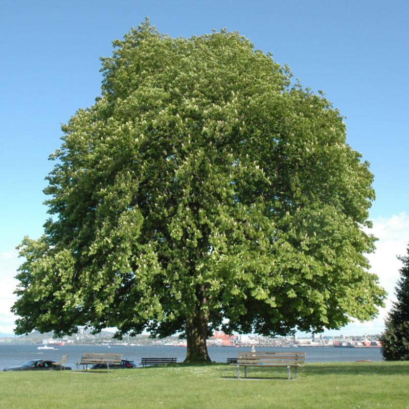 HORSE CHESTNUT COMMON