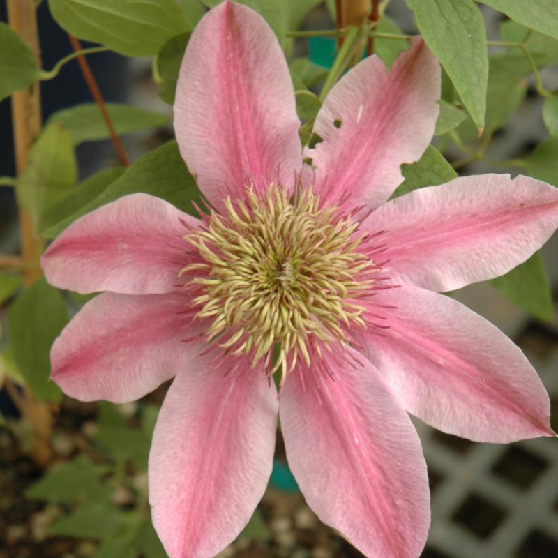 CLEMATIS EMPRESS