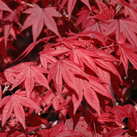 JAPANESE MAPLE EMPEROR ONE