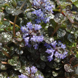 AJUGA MINI CRISP RED