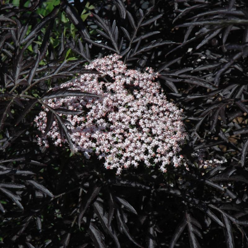 ELDERBERRY BLACK LACE