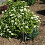 VIBURNUM BLUE MUFFIN