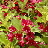 WEIGELA SONIC BLOOM GHOST