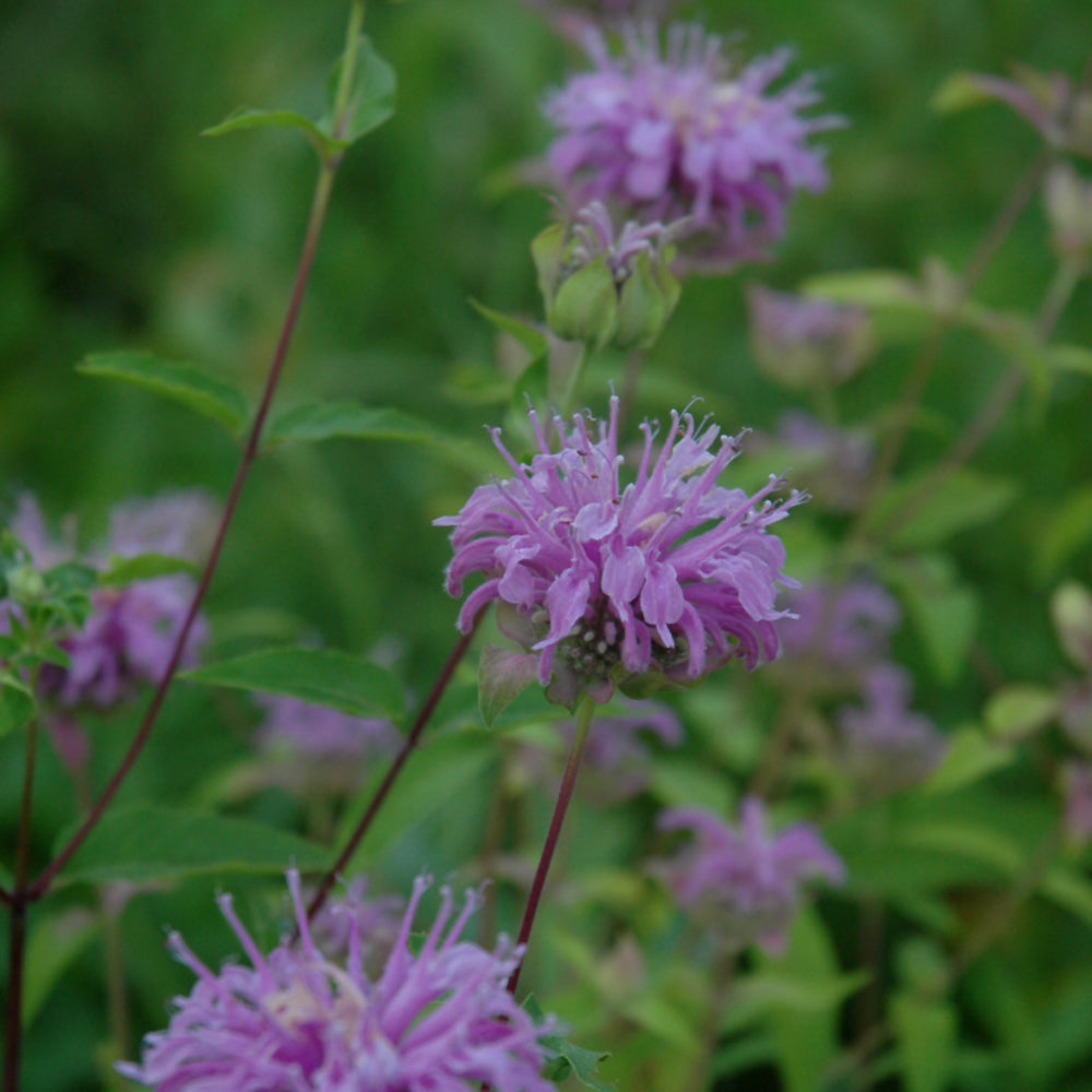 MONARDA FISTULOSA