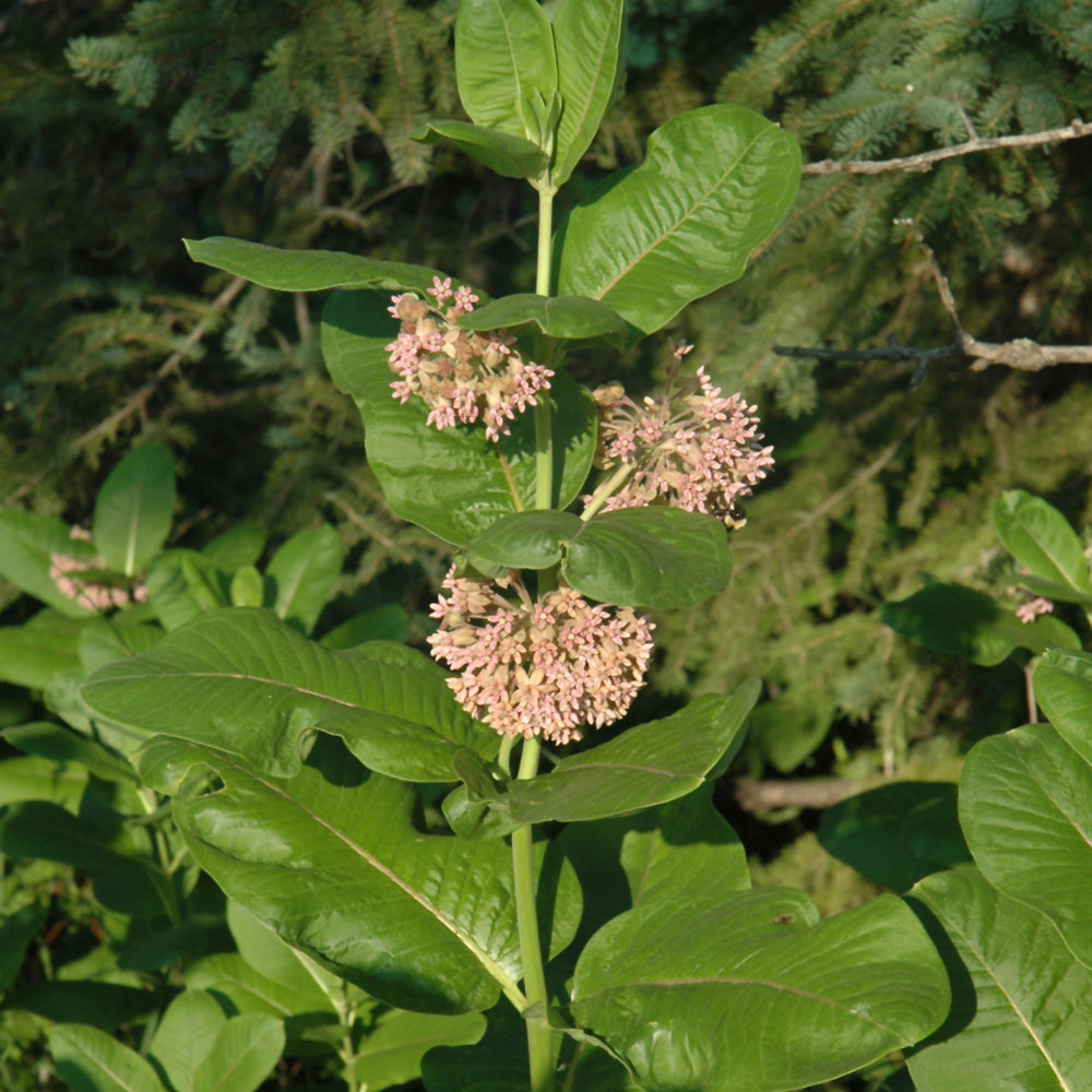 Seed- Milkweed Common