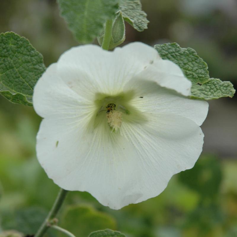 ALCEA SPOTLIGHT POLARSTAR