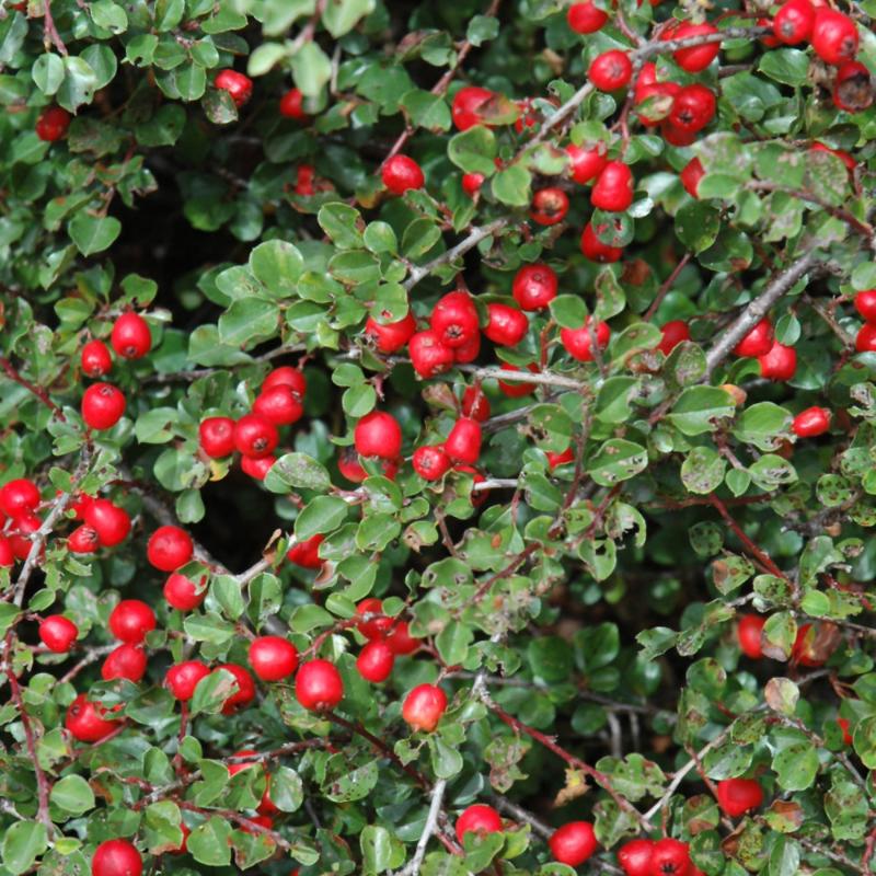 COTONEASTER CRANBERRY