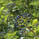 VIBURNUM CHICAGO LUSTRE