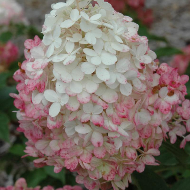 HYDRANGEA VANILLA STRAWBERRY