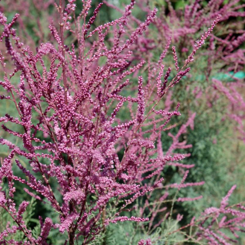 TAMARISK SUMMER GLOW