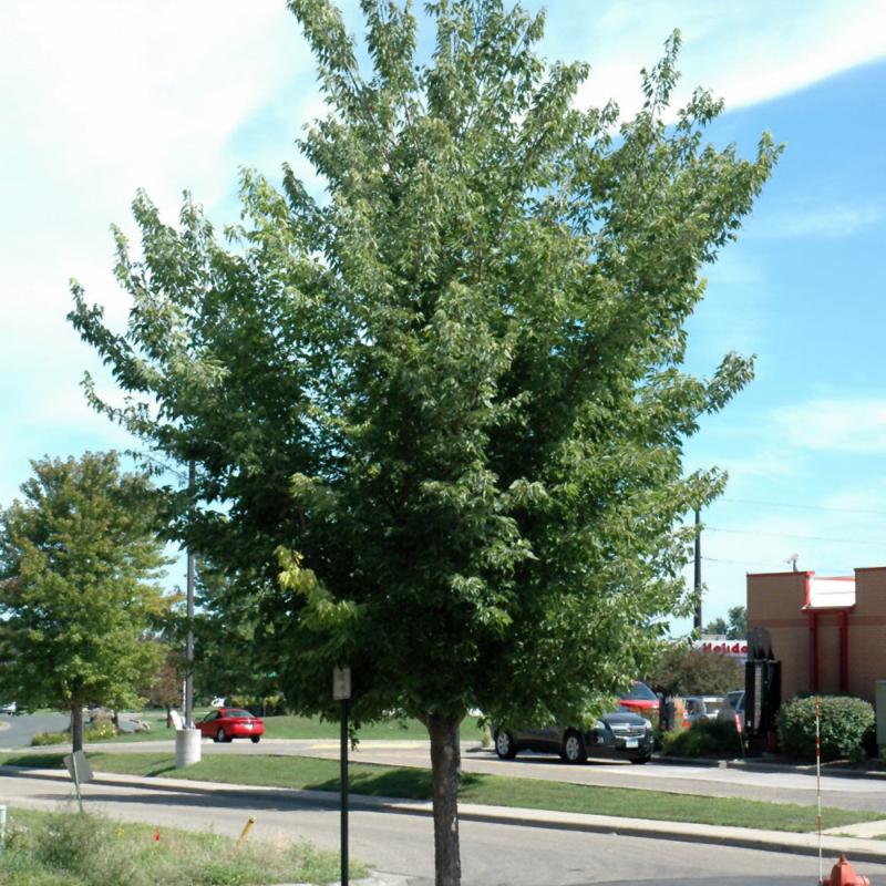 HACKBERRY COMMON