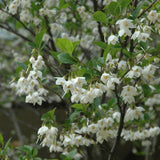 JAPANESE SNOWBELL NO GUARANTEE