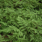 ATHYRIUM FEMINA