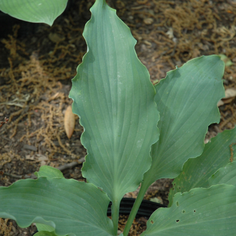 HOSTA NEPTUNE