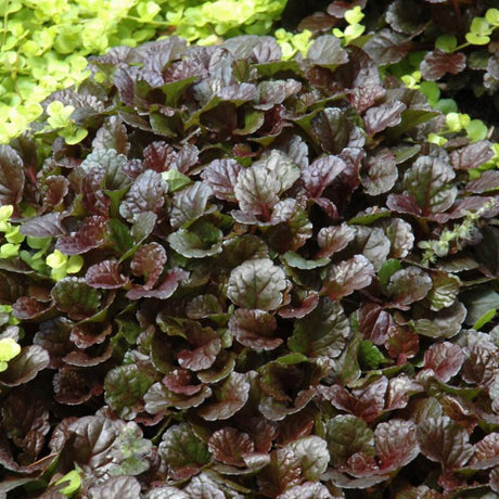 AJUGA BLACK SCALLOP