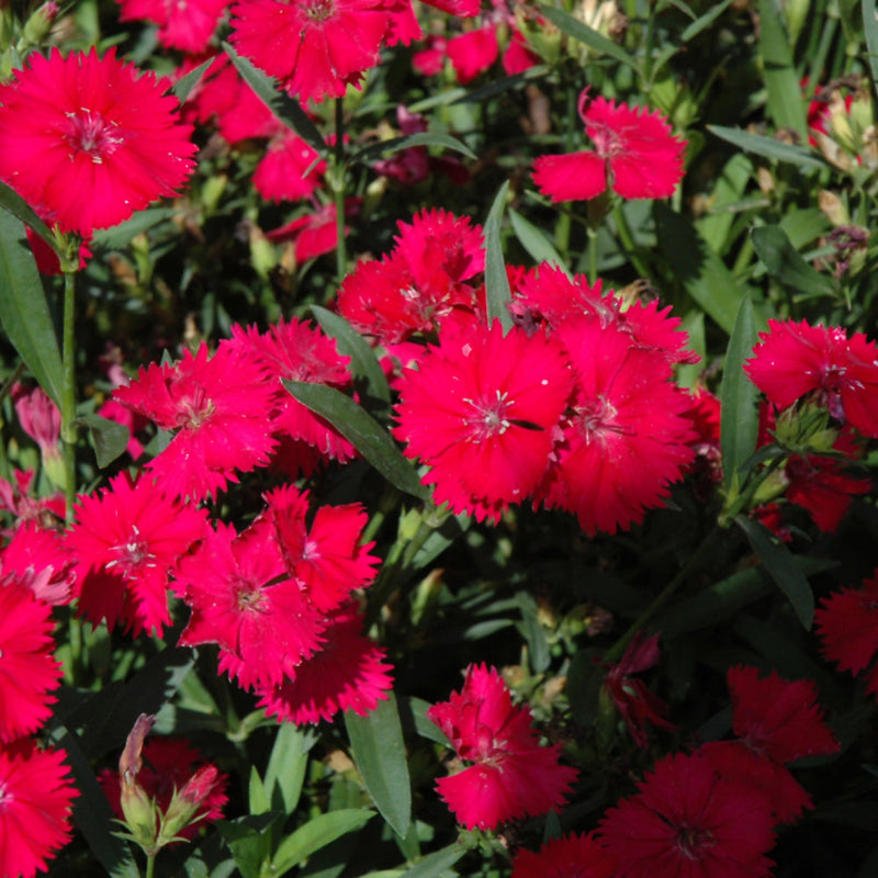 DIANTHUS TELSTAR CARMINE ROSE