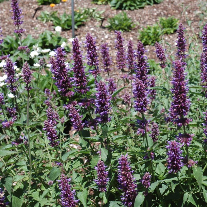 AGASTACHE BLUE BOA