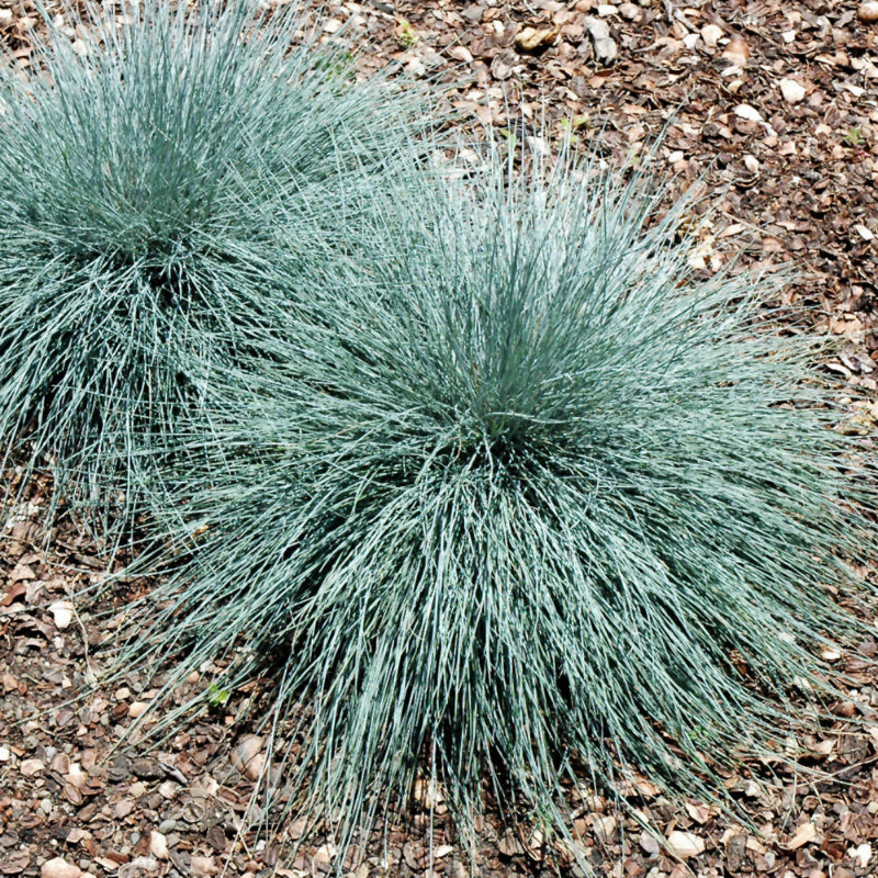 FESTUCA BEYOND BLUE