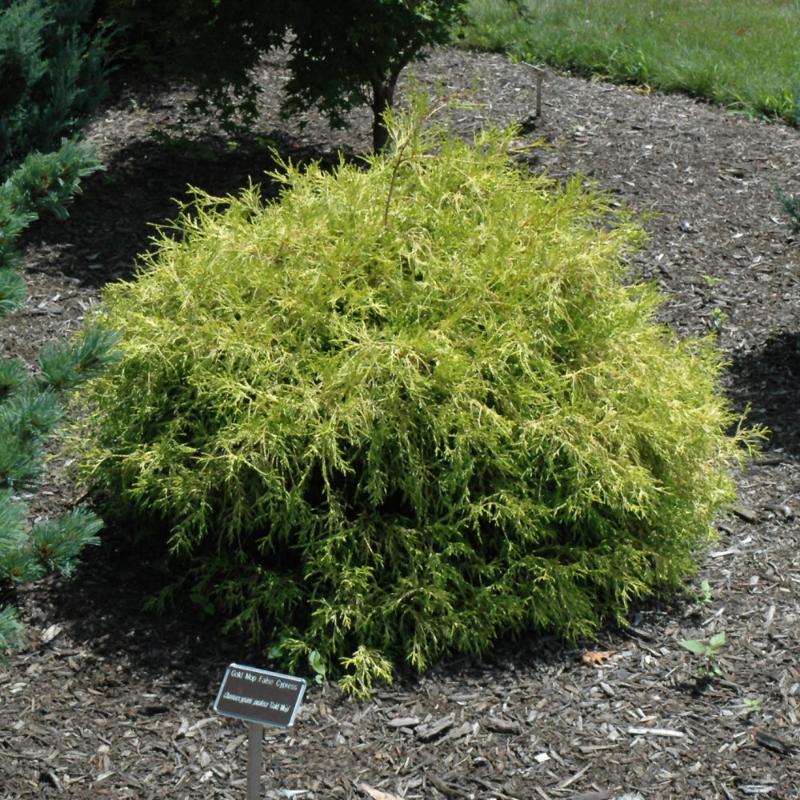 FALSE CYPRESS GOLDEN MOPS