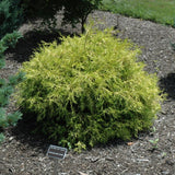 FALSE CYPRESS GOLDEN MOPS