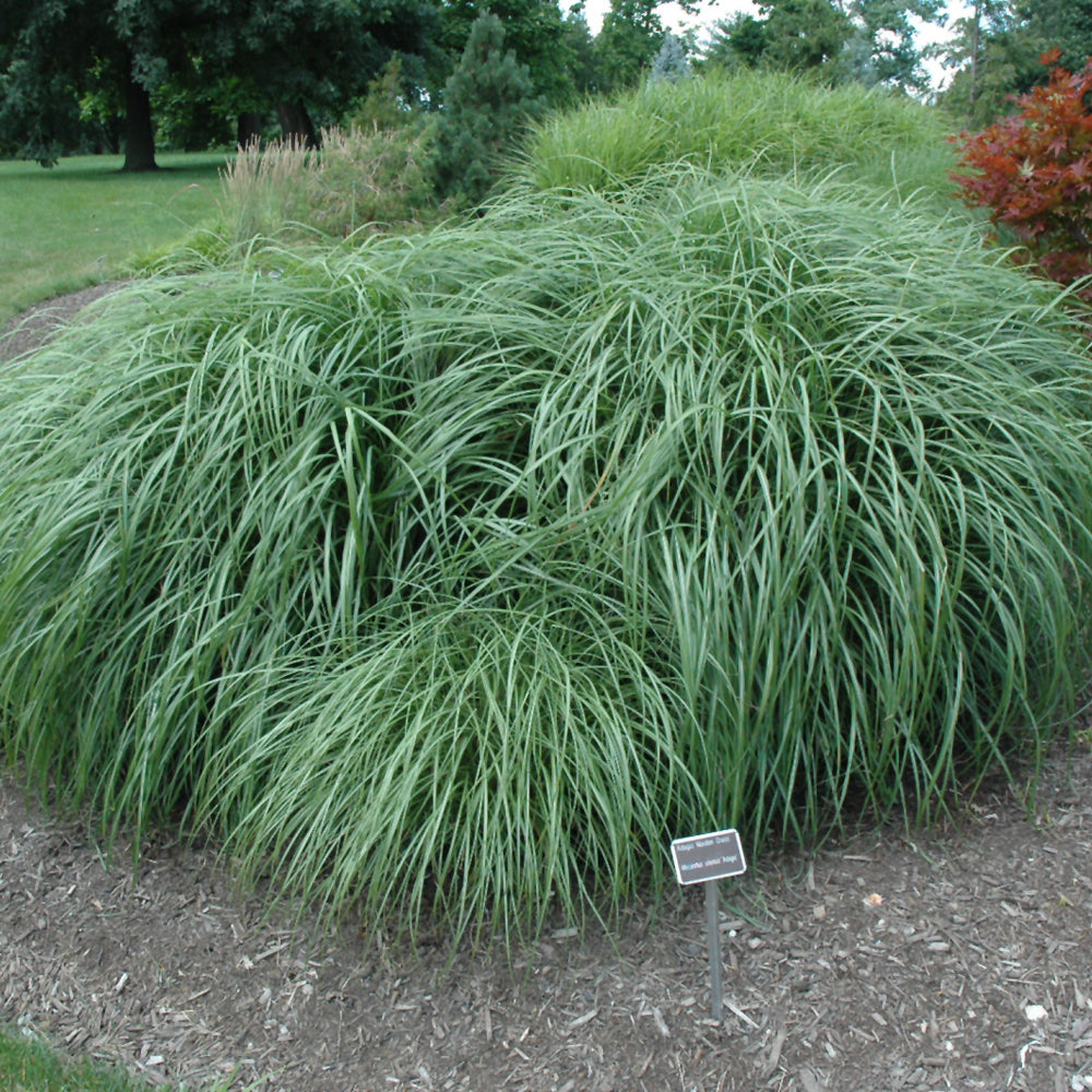 MISCANTHUS ADAGIO