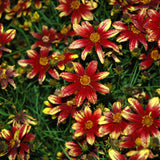 COREOPSIS CRUIZIN ROUTE 66