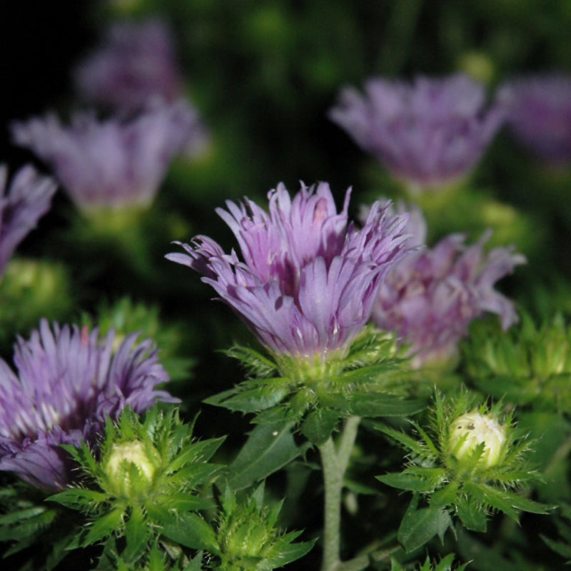 STOKESIA LAEVIS MELS BLUE