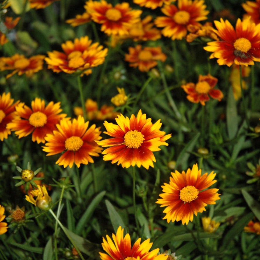 COREOPSIS LIL BANG DAYBREAK