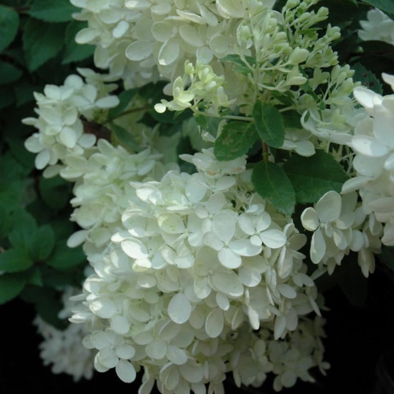 HYDRANGEA BOMBSHELL