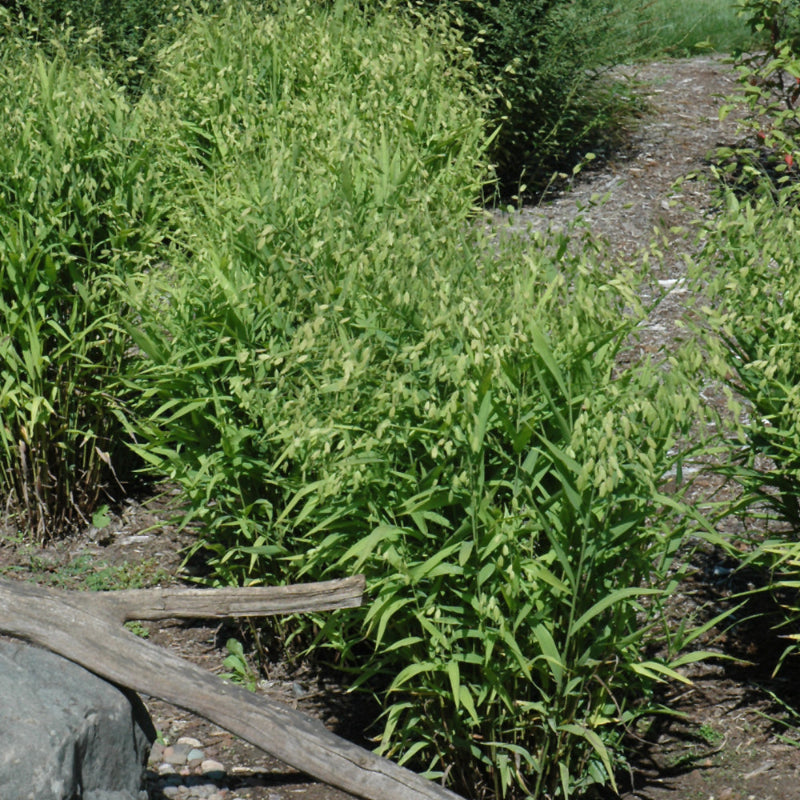 CHASMANTHIUM LATIFOLIUM