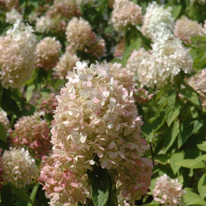 HYDRANGEA SWEET SUMMER