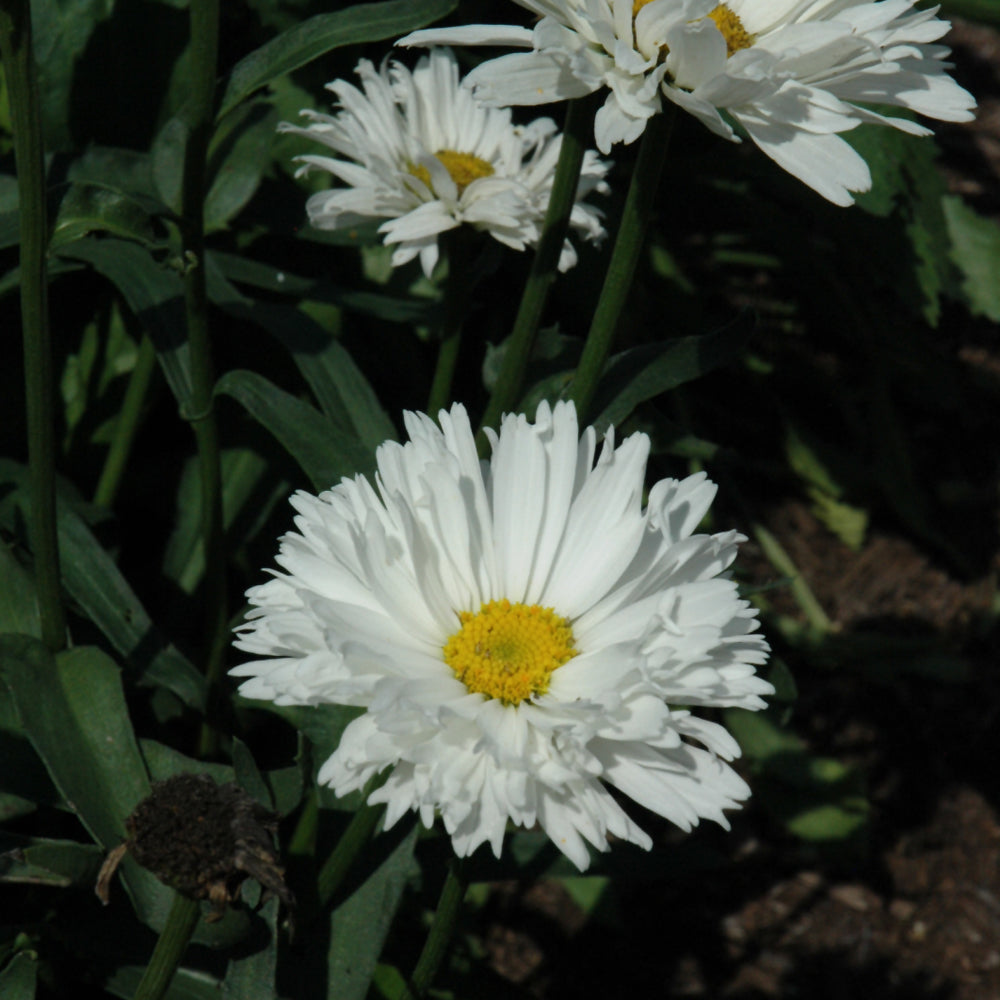 Seed- Shasta Daisy Crazy Daisy