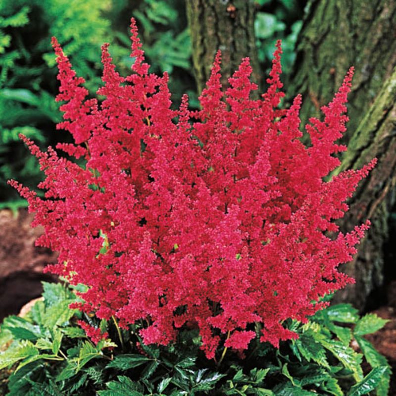 ASTILBE FANAL