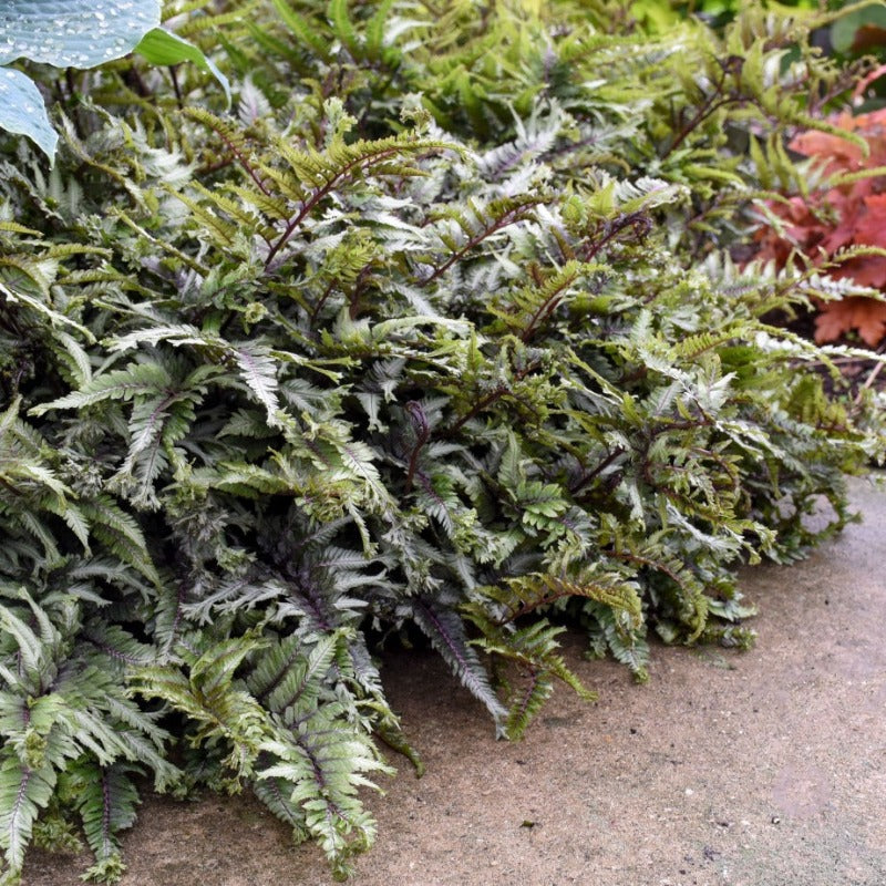 ATHYRIUM CRESTED SURF