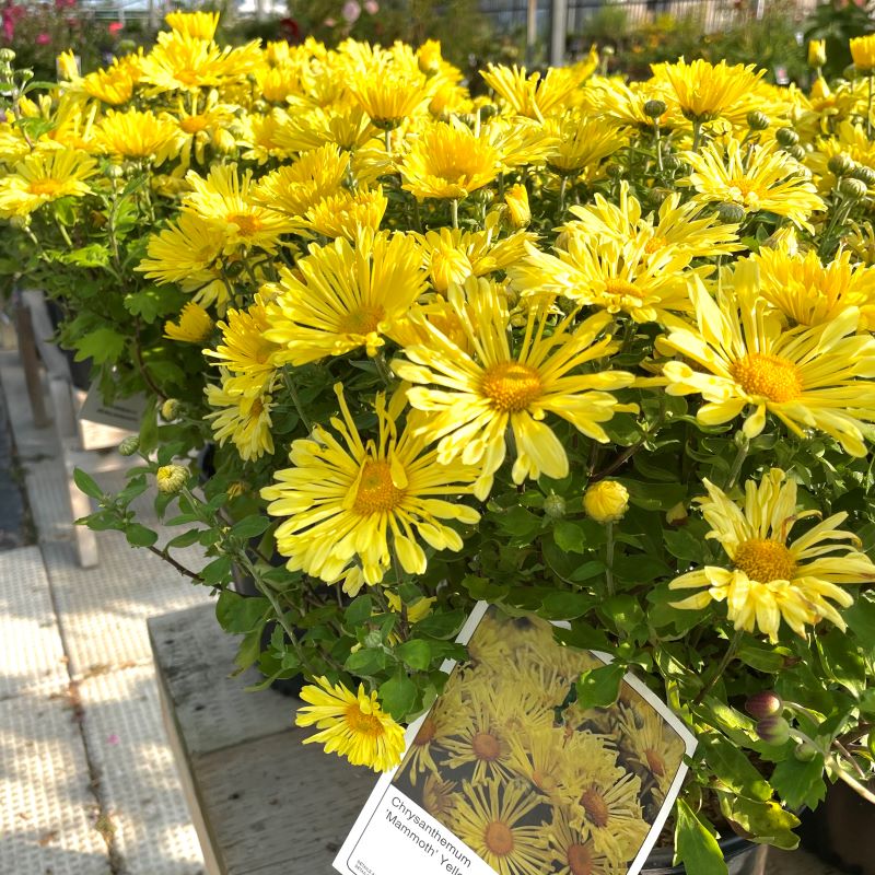 CHRYSANTHEMUM MAMMOTH YELLOW QUILL