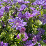 STOKESIA PEACHIES PICK