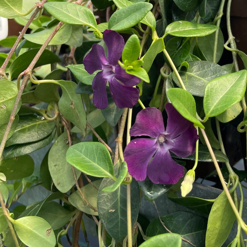 VINCA MINOR ATROPURPUREA