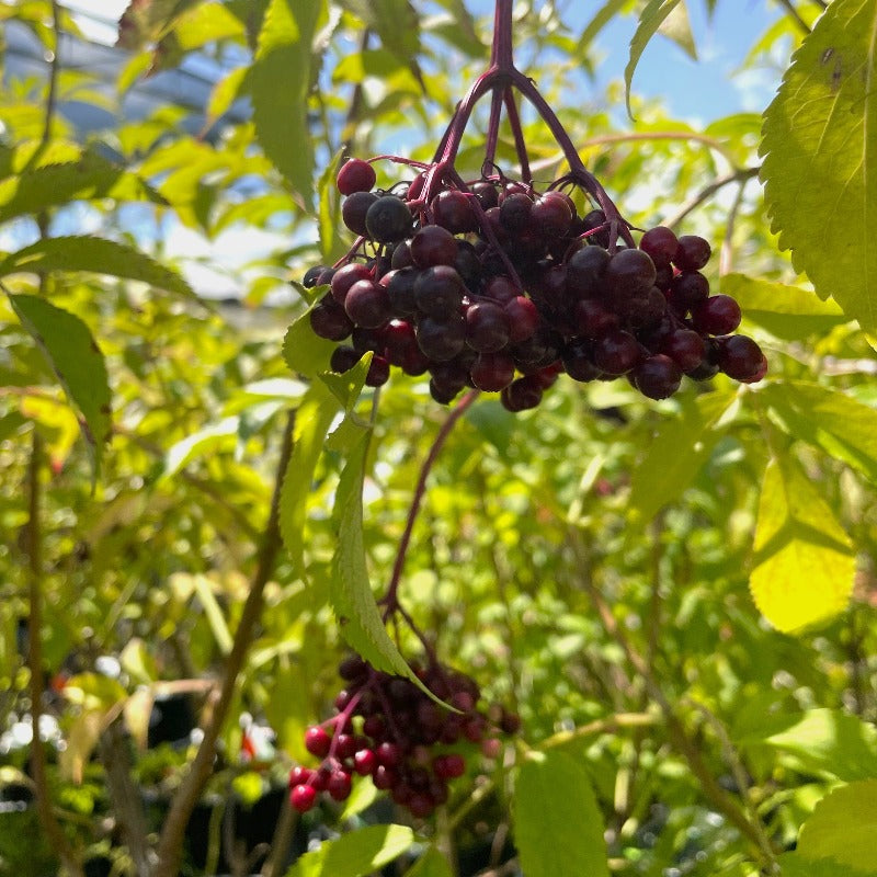 ELDERBERRY VICTORIA