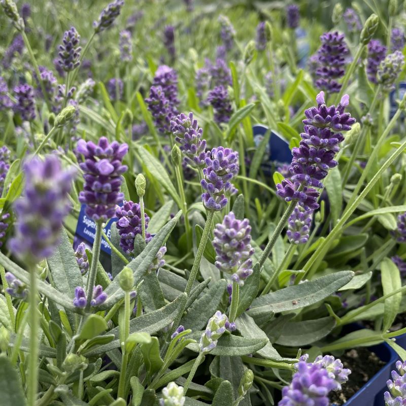 LAVANDULA SUPERBLUE