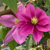 CLEMATIS VICKI