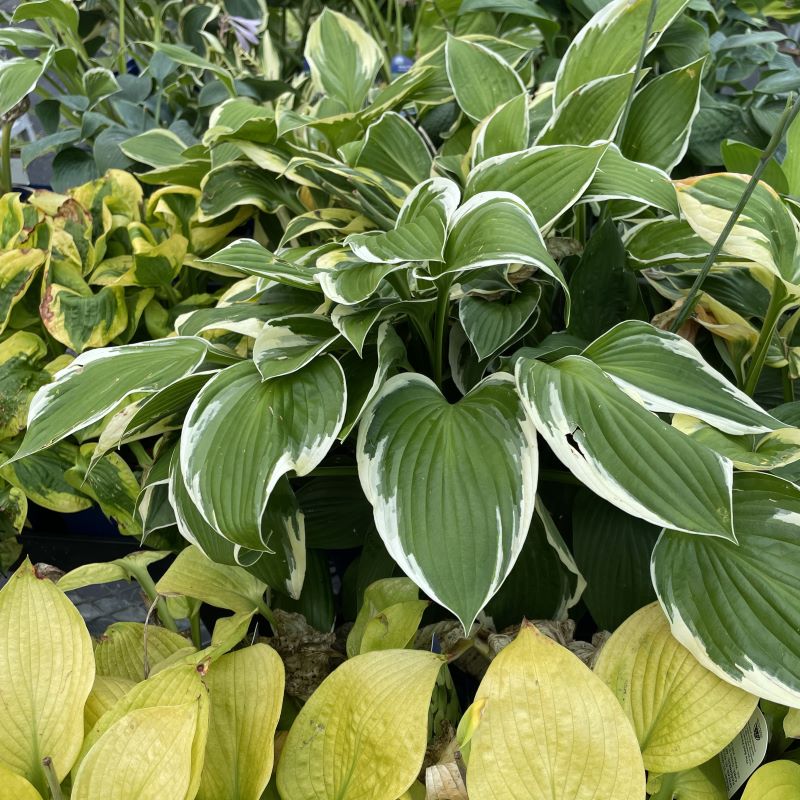 HOSTA MEDLEY