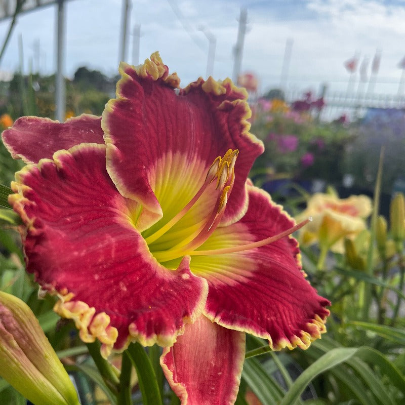 HEMEROCALLIS BORN TO RUN