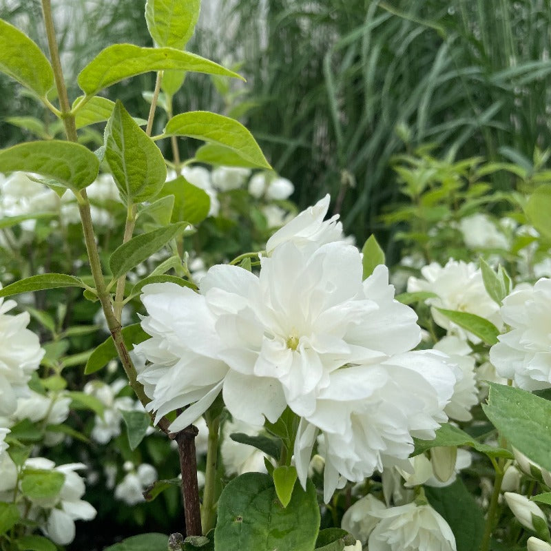 MOCK ORANGE SNOWBELLE