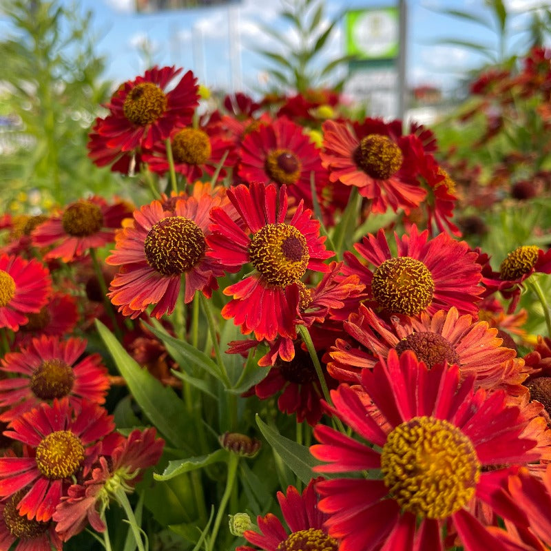 HELENIUM AUTUMNALE MARIACHI RANCHERA