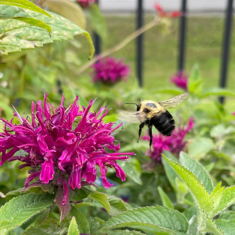 MONARDA SUGAR BUZZ BERRY TAFFY